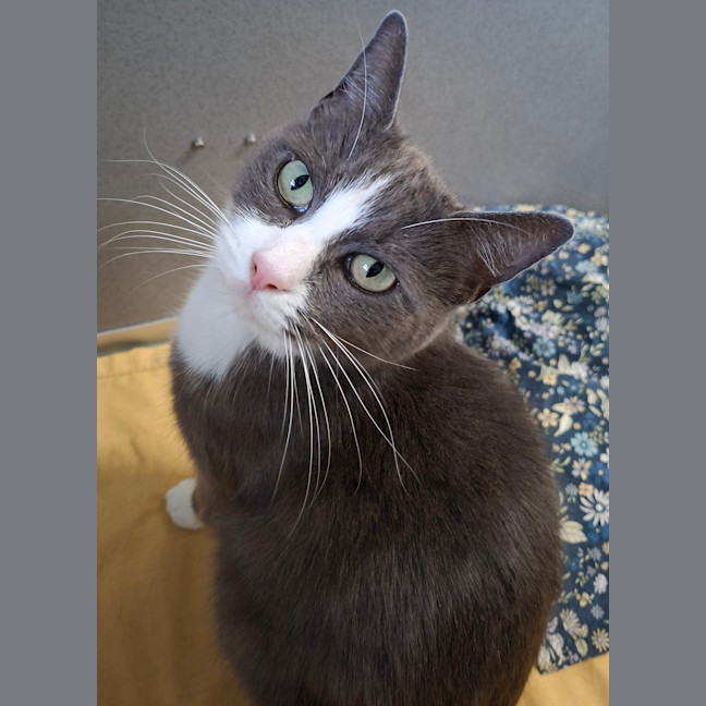 Photo of Luna