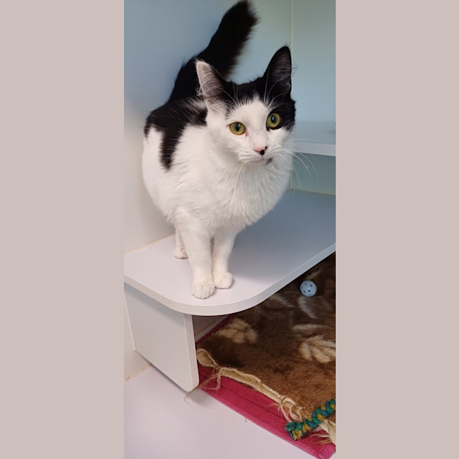 Photo of Rebel (Bonded To Mistee)