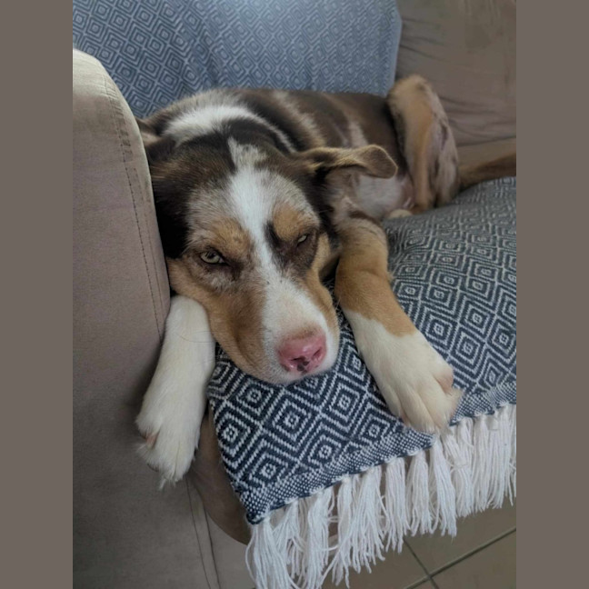Photo of Bella