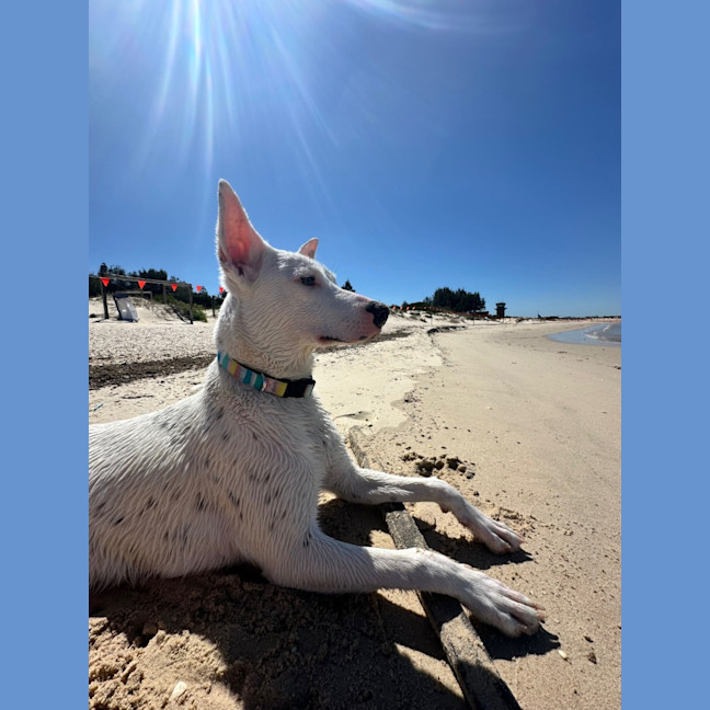 Photo of Luna Lou   1 Year Old Staffy X