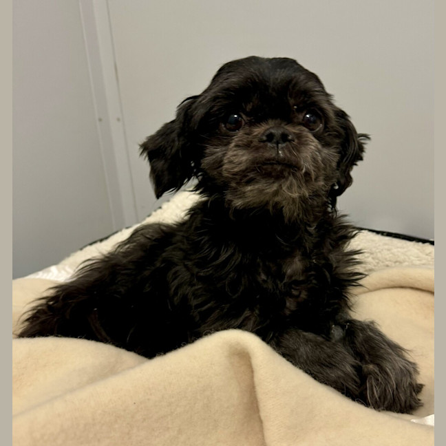 Photo of Biggie (Bonded To Bonnie)