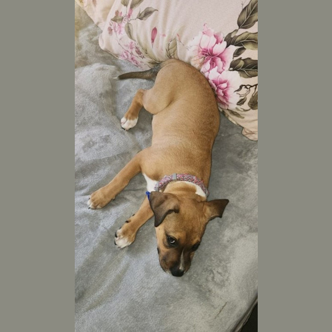 Photo of Lilly   3 Month Old Kelpie X Staffy