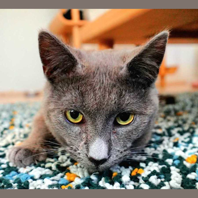 Photo of Taro