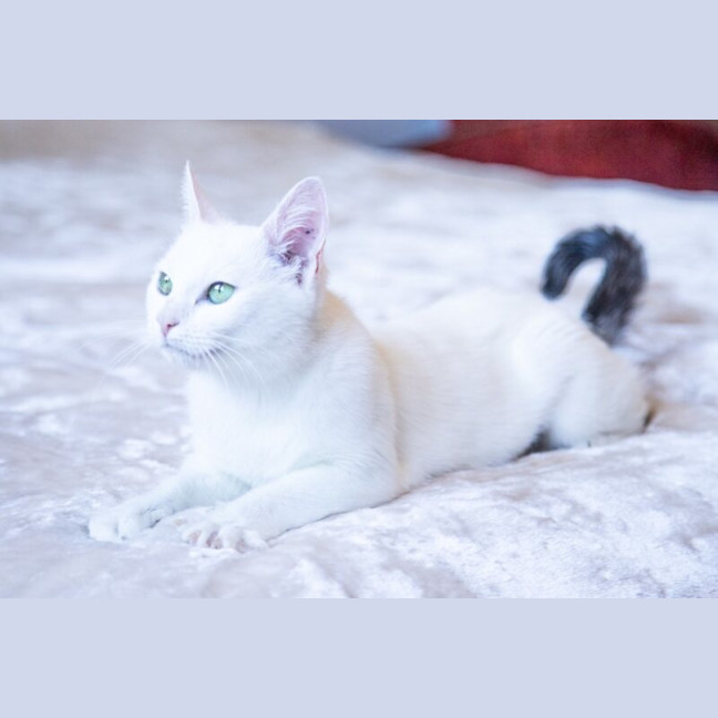 Photo of Snowball