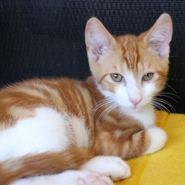 Photo of Grover