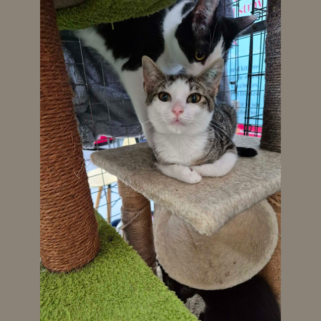 Photo of Henry ** 2nd Chance Cat Rescue **