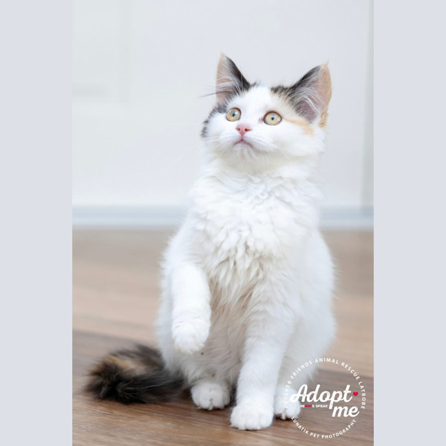 Photo of Scout