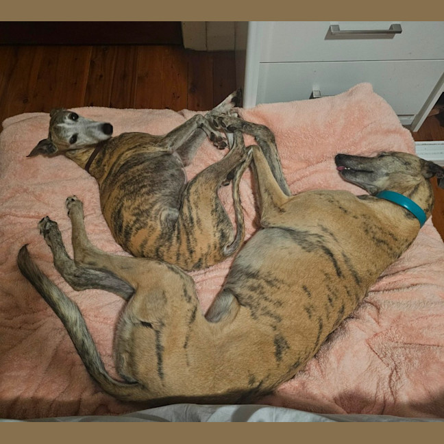 Photo of Bella   5 Year Old Greyhound