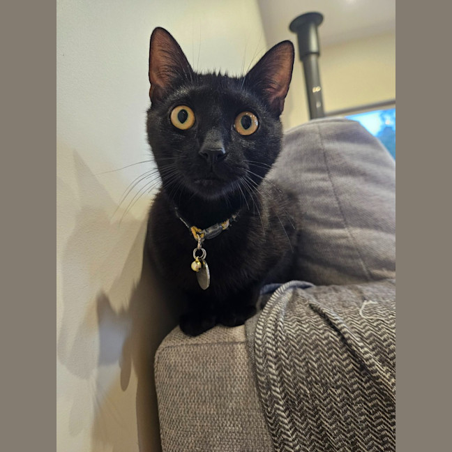 Photo of Perdie