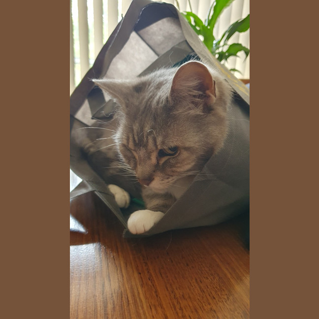 Photo of Cfa (Seefa)