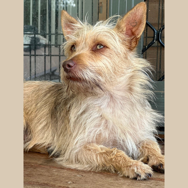 Photo of Oscar