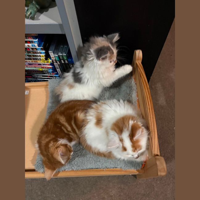 Photo of Custard **2nd Chance Cat Rescue**