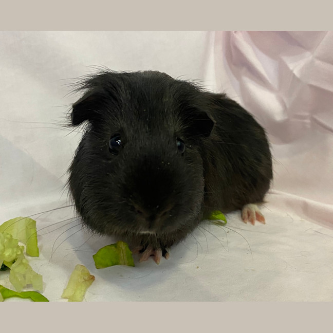 Photo of Parsnip
