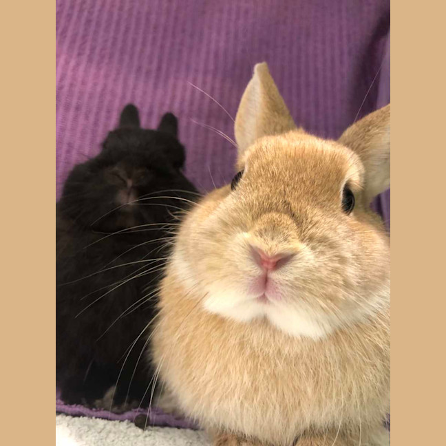 Photo of Kloe & Grim