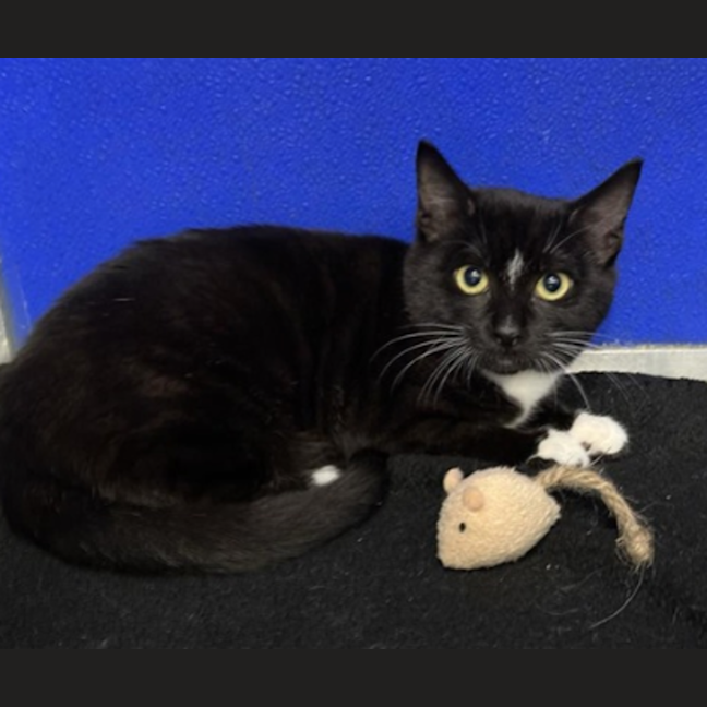Photo of Figaro