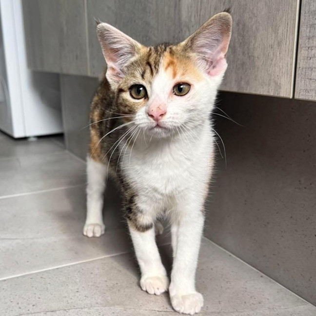 Photo of 13517   Maya