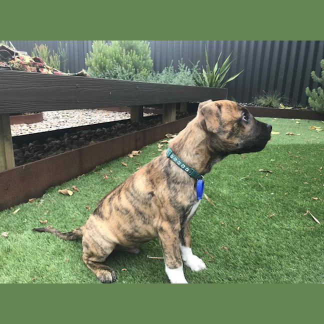 Photo of Ridge   14 Week Old Ridgeback X