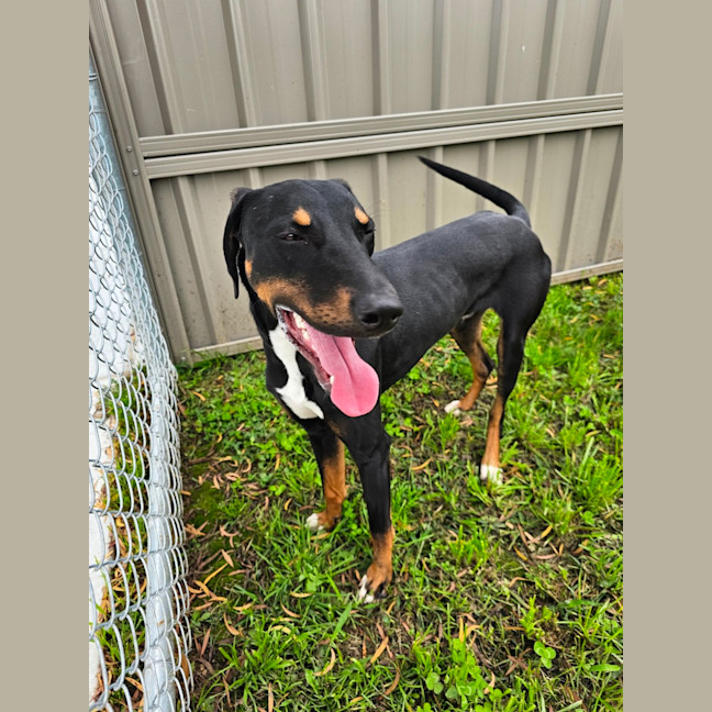Photo of Maverick