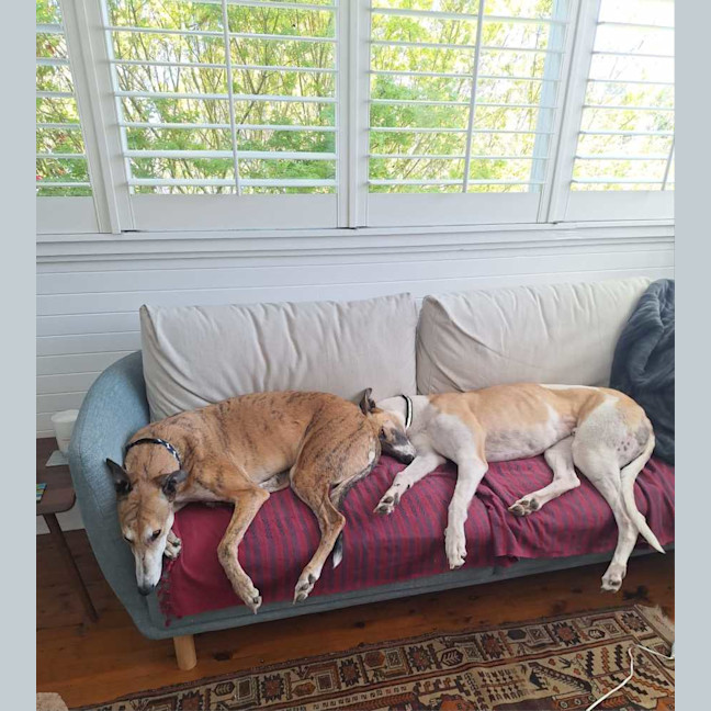 Photo of Billy, The Greyhound