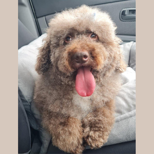 Photo of Harry Valenti