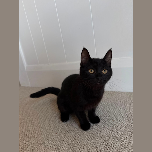 Photo of Junie 