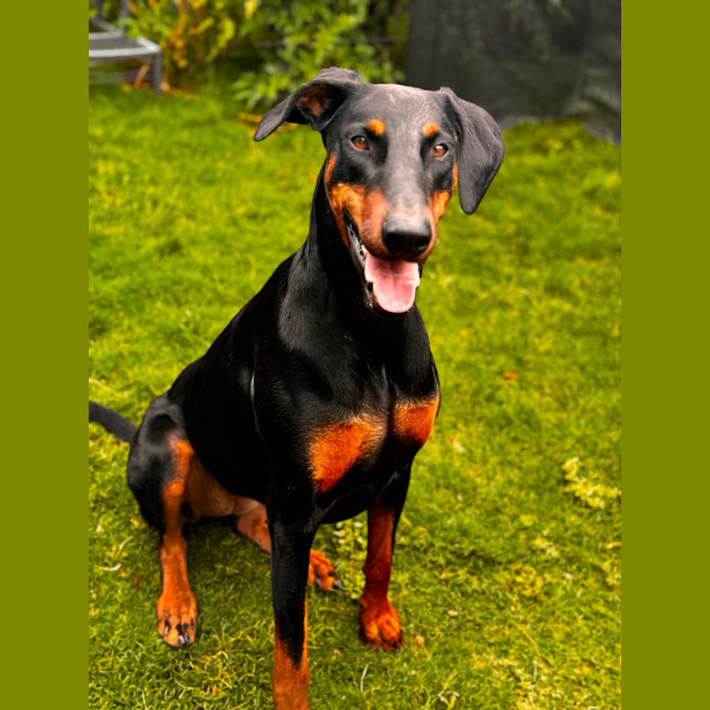 Photo of Ms Z. Von Dobermann