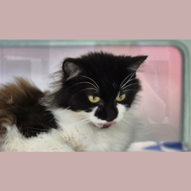 Photo of Marshmellow