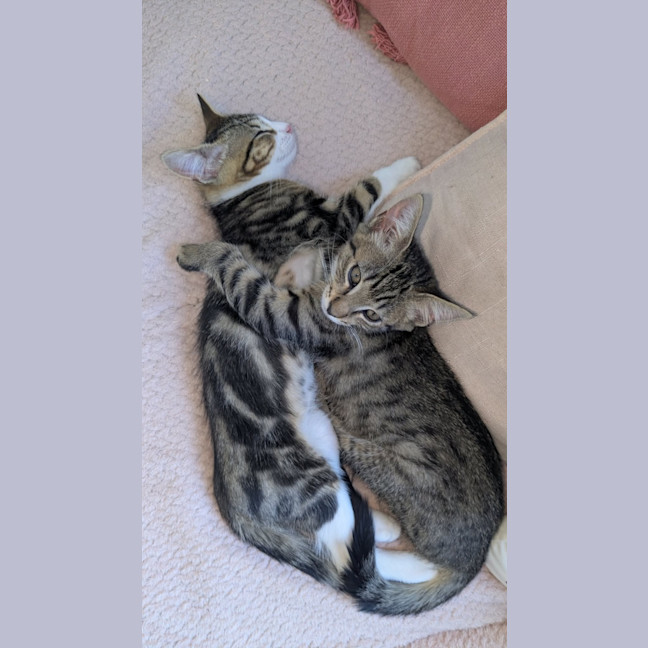 Photo of Bertie & Bolt 