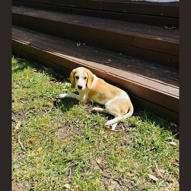 Photo of Henry B   3 Month Old Beagle