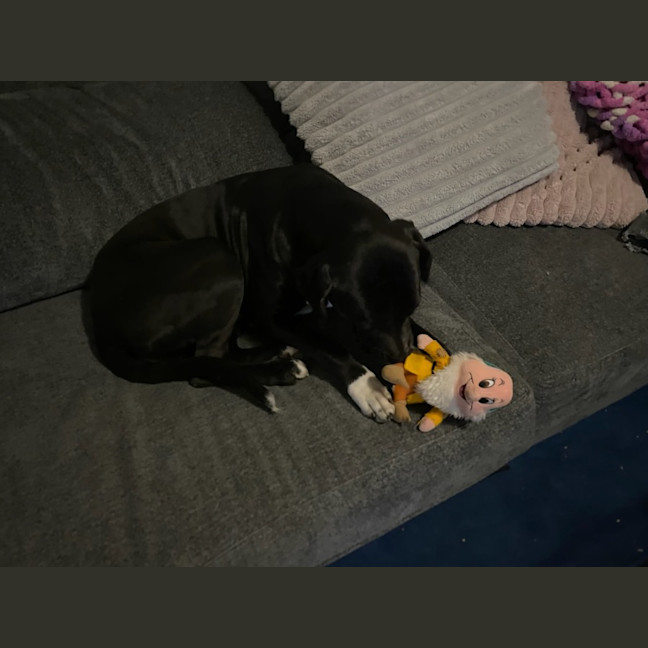 Photo of Peppa   4 Year Old Great Dane X Mastiff