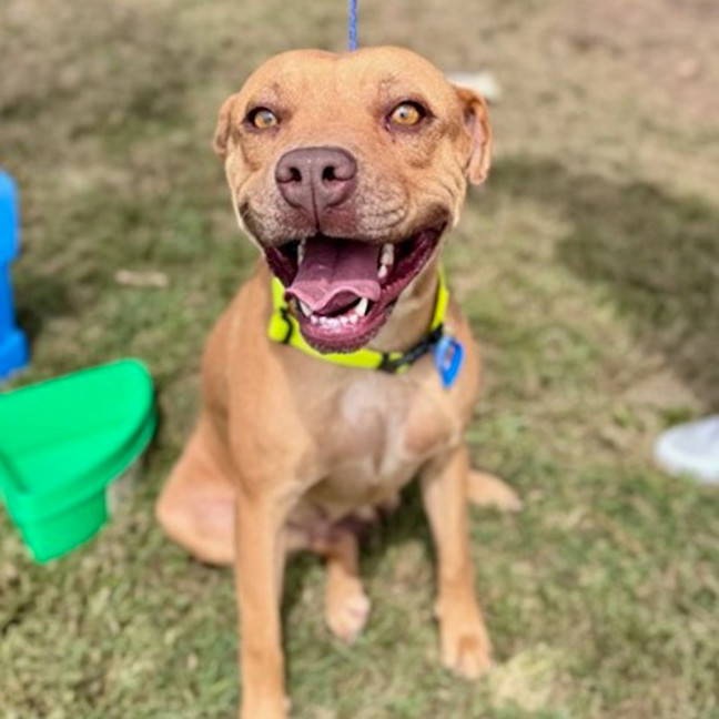 Photo of Goldie