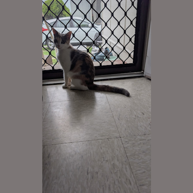 Photo of Pumpkin Nikki