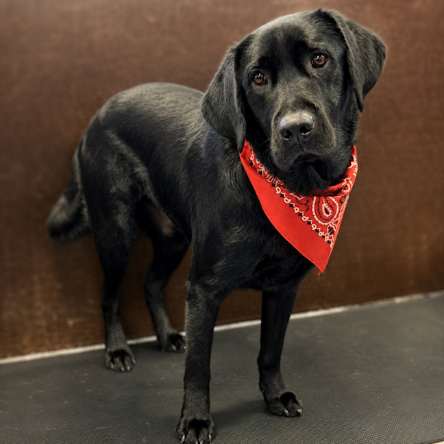 Photo of Harley