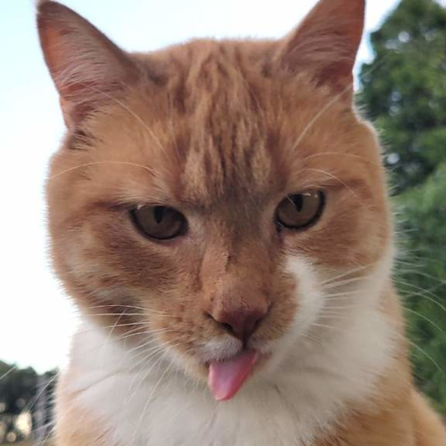Photo of Findus