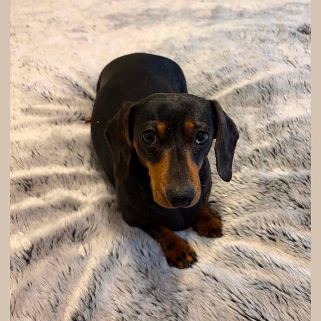 Photo of Nala