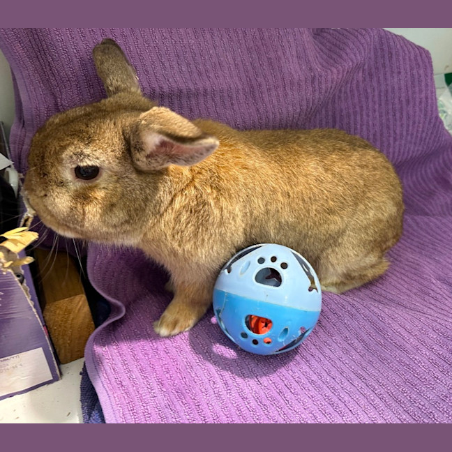 Photo of Strawberry And Popcorn 