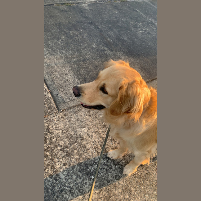 Photo of Harvey