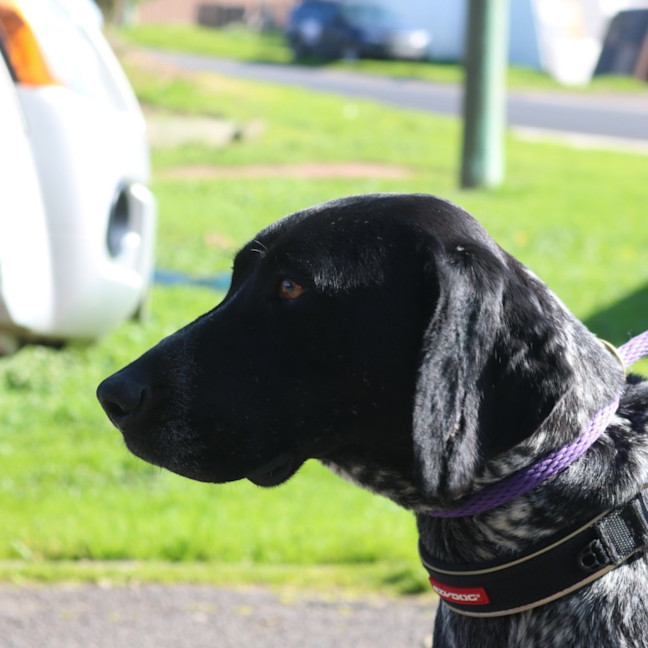 Photo of Clover