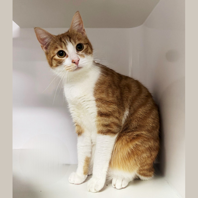 Photo of Mum Sua013024 & Ginger Ninja Sua013023