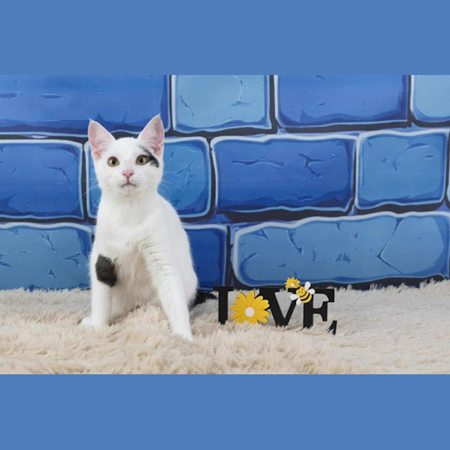 Photo of Mr Biscuits