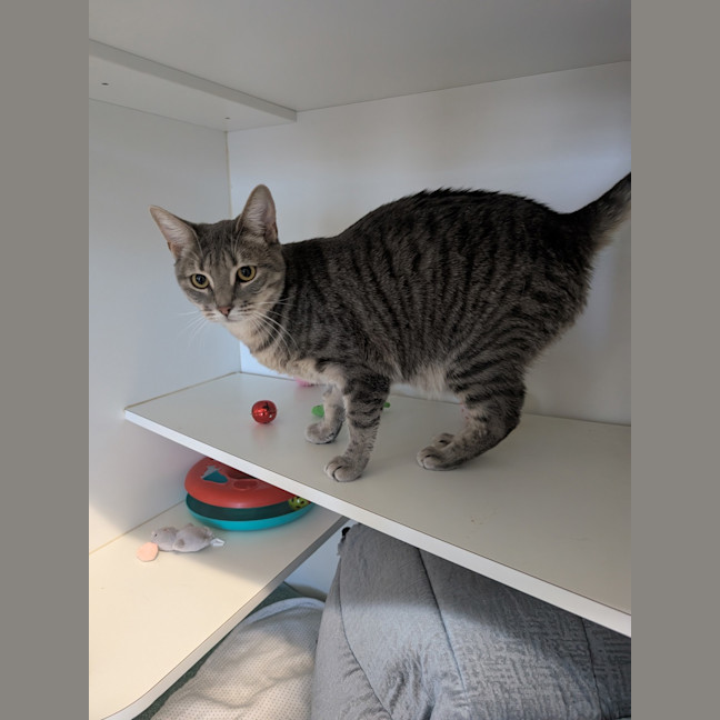Photo of Luna Tuna
