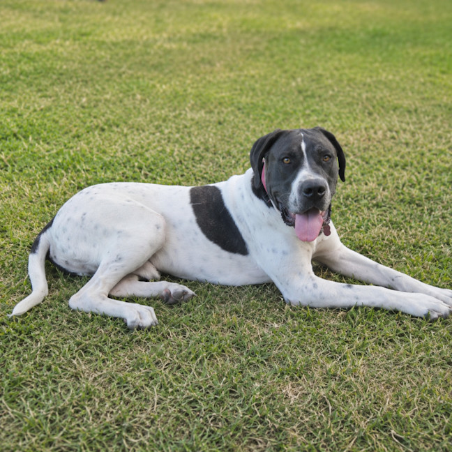 Photo of Otis