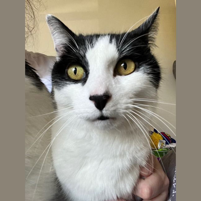 Photo of Owen *9 Lives Project Rescue*