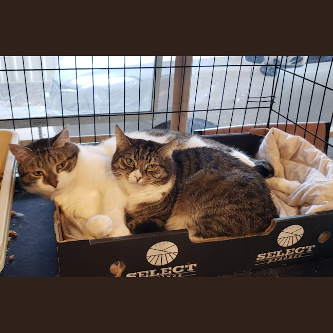 Photo of Muffin And Boofus