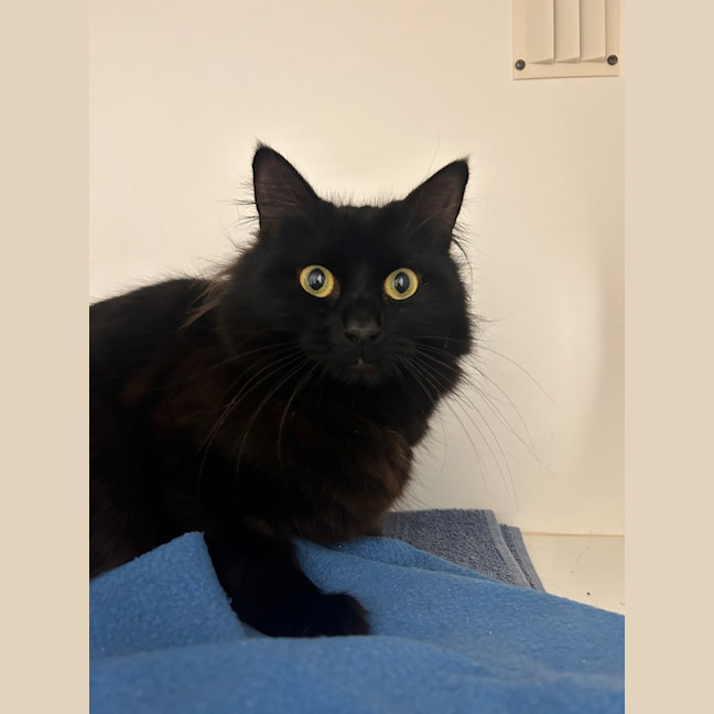 Photo of Raven
