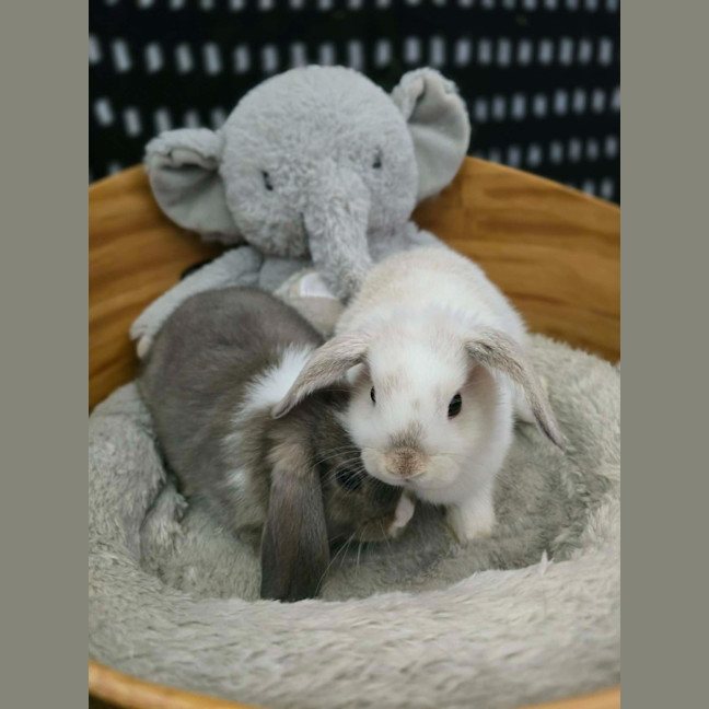 Photo of Lightning / Thunder