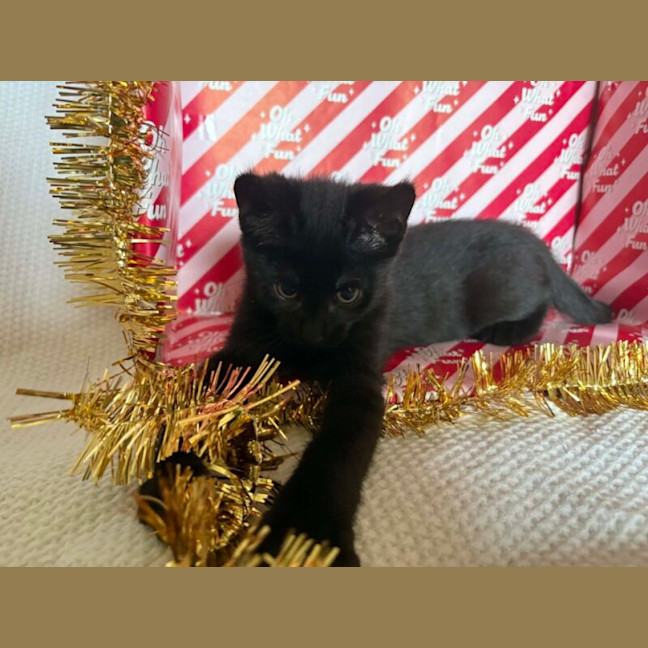 Photo of Sirius