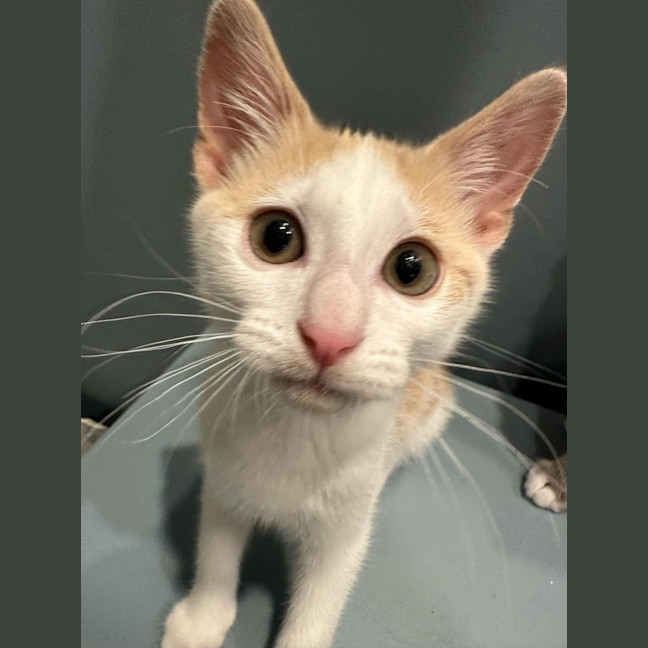 Photo of Sunny Boy ☀️meet Me@Petstock Mornington Nepean Hwy