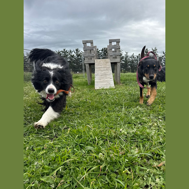 Photo of Banjo