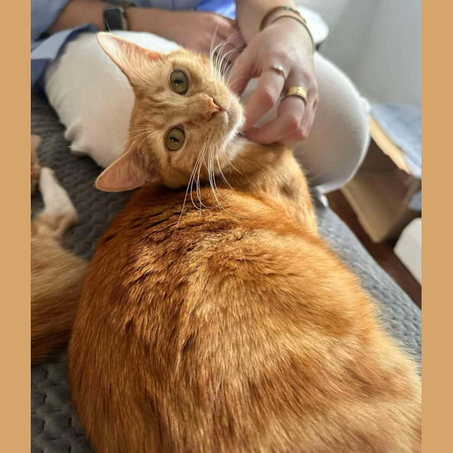 Photo of Clementine